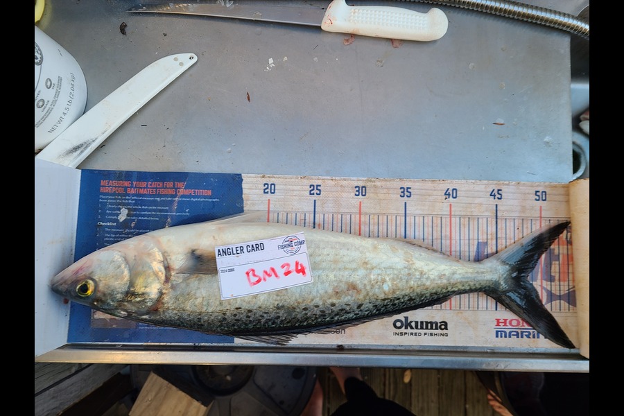 Jordan Boyd caught this 48.5cm Kahawai at Wellington during The Hirepool Baitmates Fishing Comp