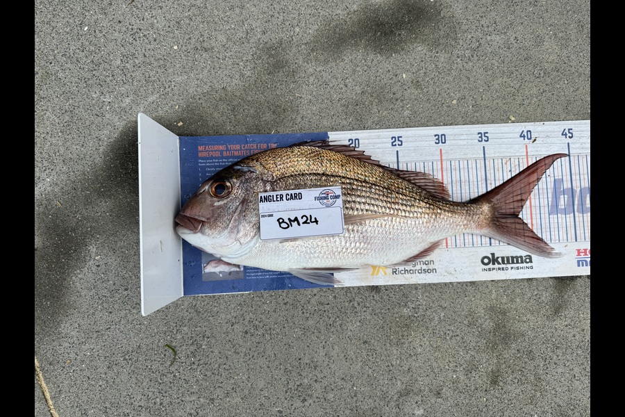 Nicholas Mowlem caught this 38.5cm Snapper at Bay of Plenty during The Hirepool Baitmates Fishing Comp