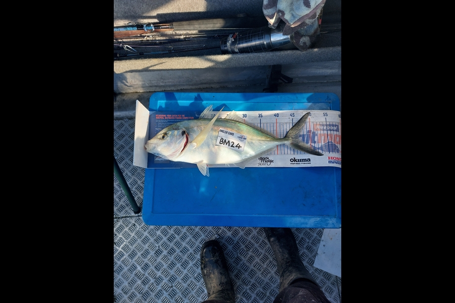 Brett Wilson caught this 46.5cm Trevally at Wellington during The Hirepool Baitmates Fishing Comp
