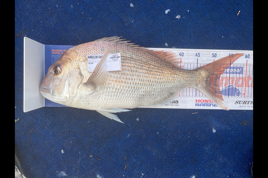 Reece Harvey caught this 51.5cm Snapper at Nelson/Marlborough during The Hirepool Baitmates Fishing Comp