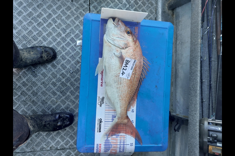 Brett Wilson caught this 50.0cm Snapper at Wellington during The Hirepool Baitmates Fishing Comp