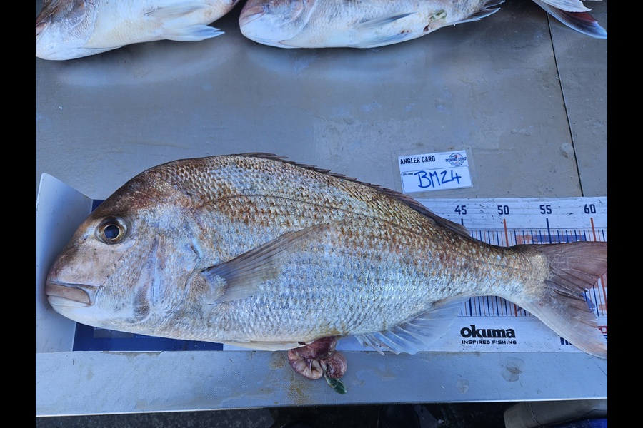 David Kovacs caught this 57.5cm Snapper at Wellington during The Hirepool Baitmates Fishing Comp