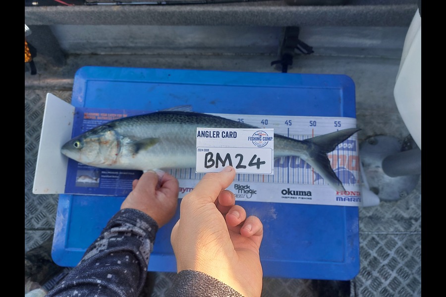 Brett Wilson caught this 52.5cm Kahawai at Wellington during The Hirepool Baitmates Fishing Comp