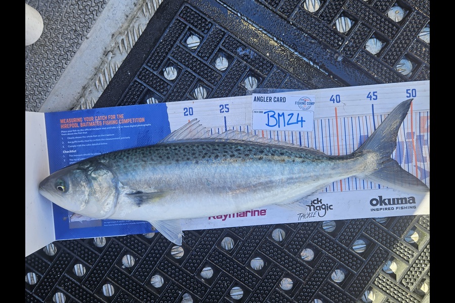 David Kovacs caught this 46.5cm Kahawai at Wellington during The Hirepool Baitmates Fishing Comp