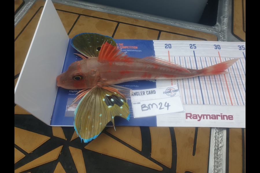 Paul Speedy caught this 29.0cm Gurnard at Bay of Plenty during The Hirepool Baitmates Fishing Comp