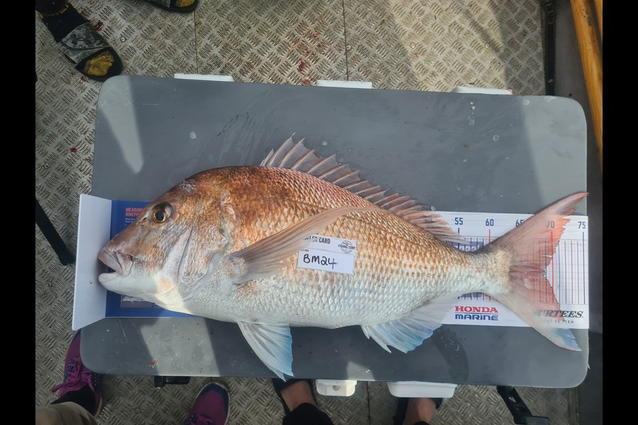 Rebecca Edmeades caught this 68.5cm Snapper at Waikato during The Hirepool Baitmates Fishing Comp