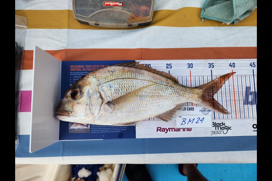 Chris Blair caught this 35.0cm Snapper at Auckland during The Hirepool Baitmates Fishing Comp