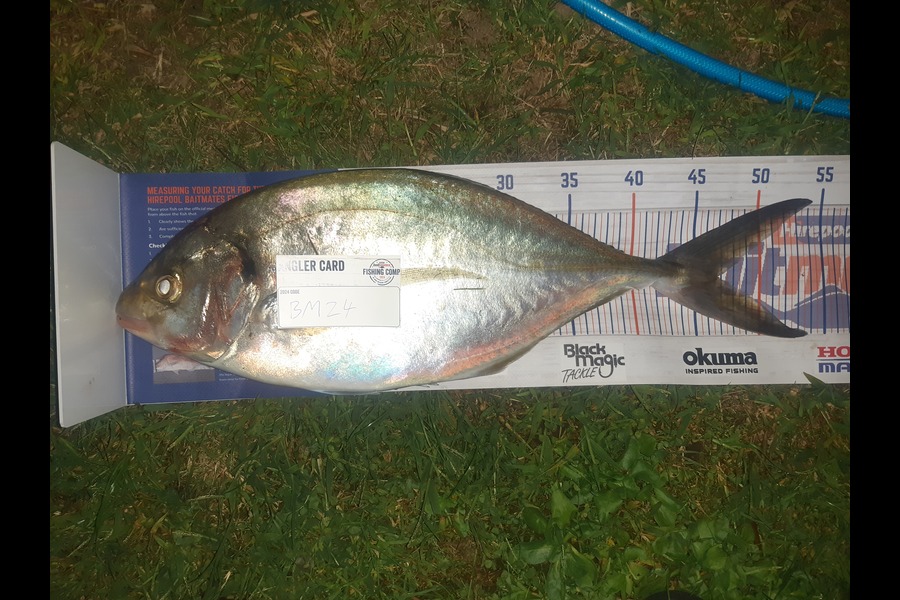 Michael Drummond caught this 46.5cm Trevally at Coromandel during The Hirepool Baitmates Fishing Comp