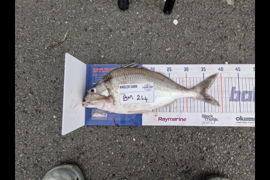 Donna Clarkson caught this 35.5cm Tarakihi at Waikato during The Hirepool Baitmates Fishing Comp