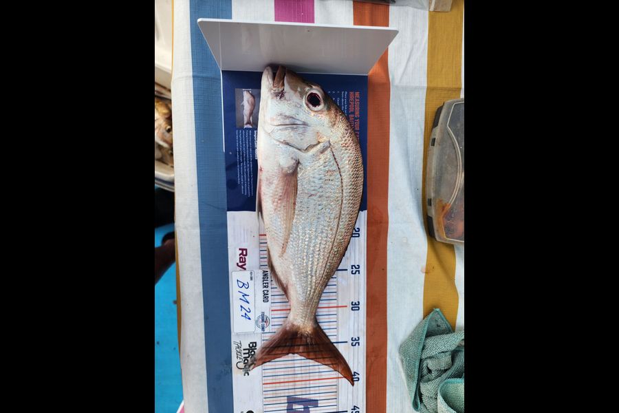 Rachael Blair caught this 36.0cm Snapper at Auckland during The Hirepool Baitmates Fishing Comp