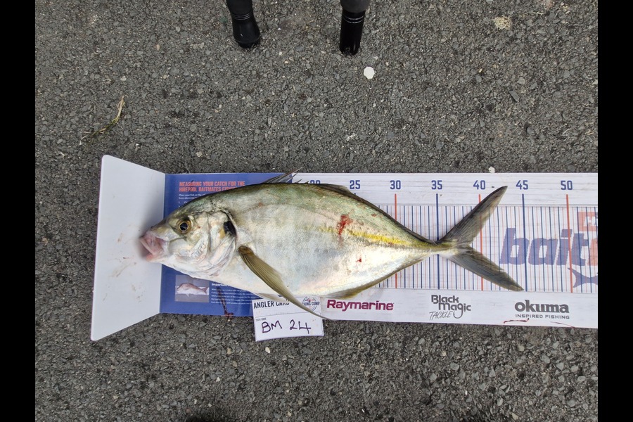 Donna Clarkson caught this 38.5cm Trevally at Waikato during The Hirepool Baitmates Fishing Comp