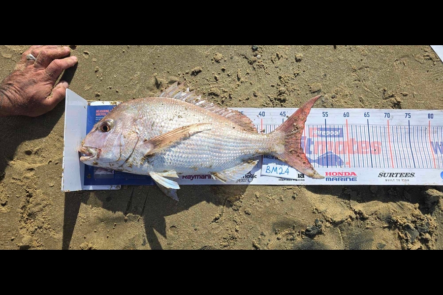 Ngareta Dunn caught this 49.0cm Snapper at Northland during The Hirepool Baitmates Fishing Comp