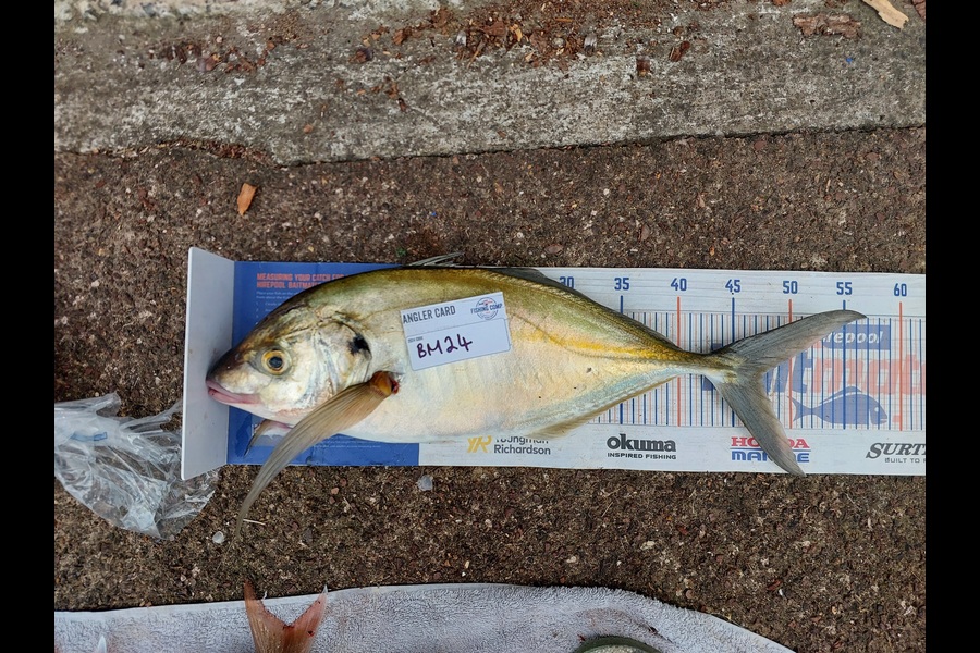 Karl Williamson caught this 47.5cm Trevally at Auckland during The Hirepool Baitmates Fishing Comp