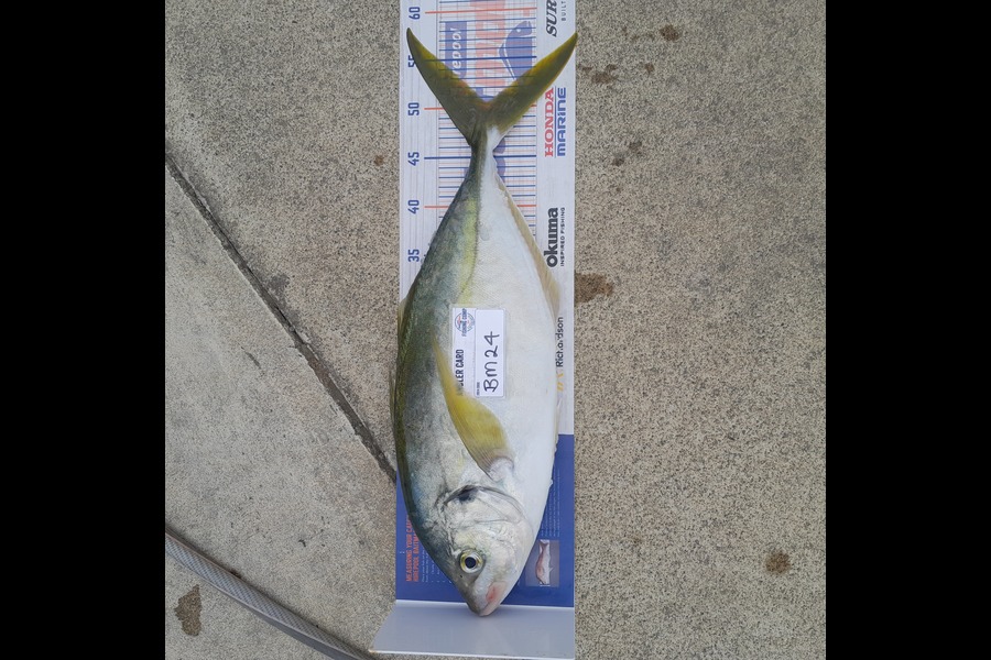 Steve Midgley caught this 50.5cm Trevally at Taranaki during The Hirepool Baitmates Fishing Comp