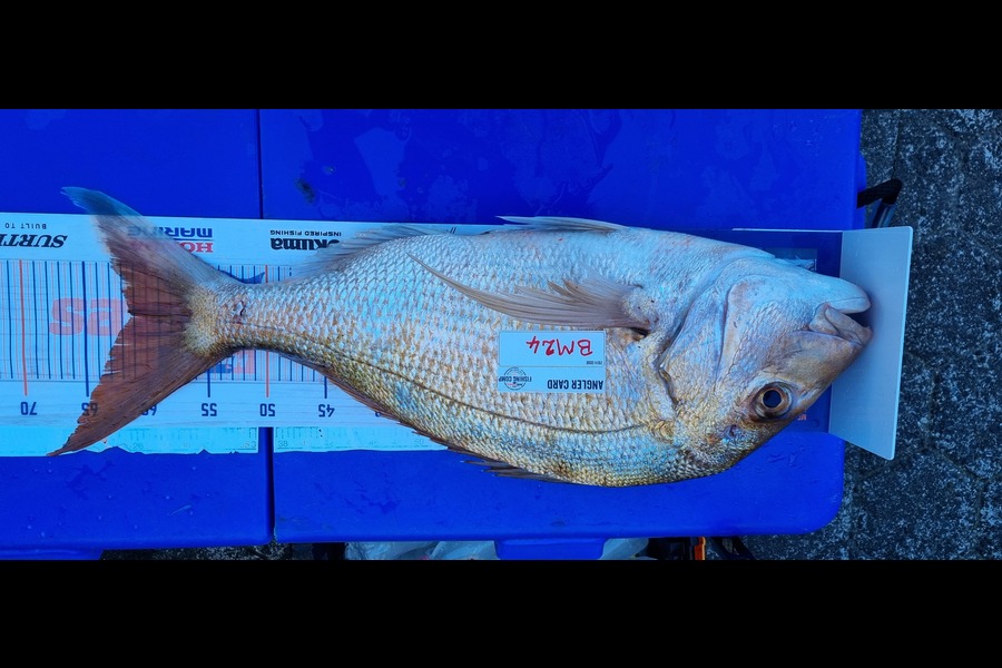 Shane  Brown  caught this 61.0cm Snapper at Manawatu during The Hirepool Baitmates Fishing Comp