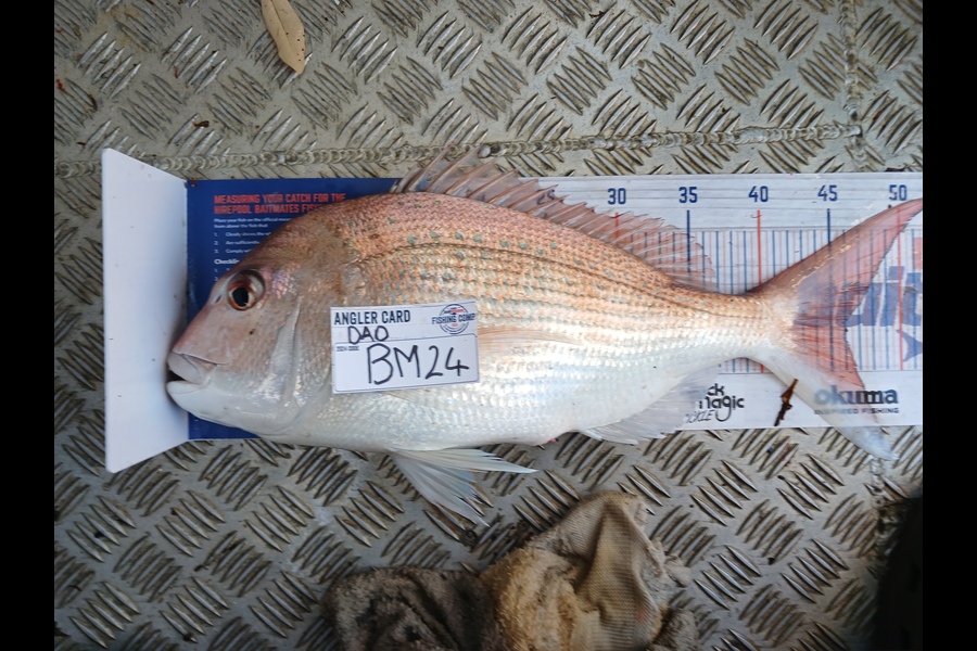 Clinton Pemberton caught this 46.0cm Snapper at Waikato during The Hirepool Baitmates Fishing Comp