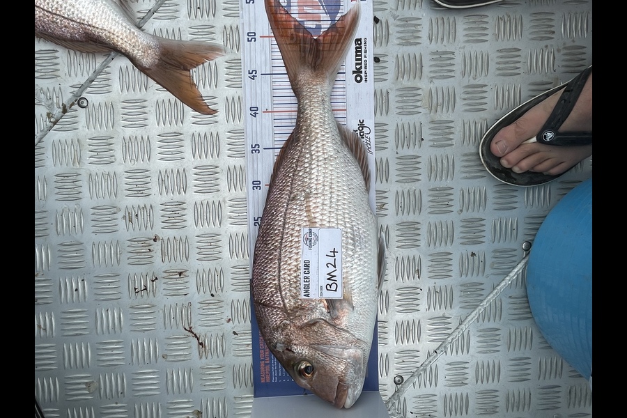 Logan Latham caught this 49.5cm Snapper at Coromandel during The Hirepool Baitmates Fishing Comp