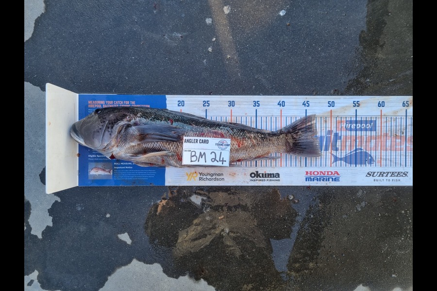 Karl Ewing caught this 46.5cm Blue Cod at Wairarapa
 during The Hirepool Baitmates Fishing Comp