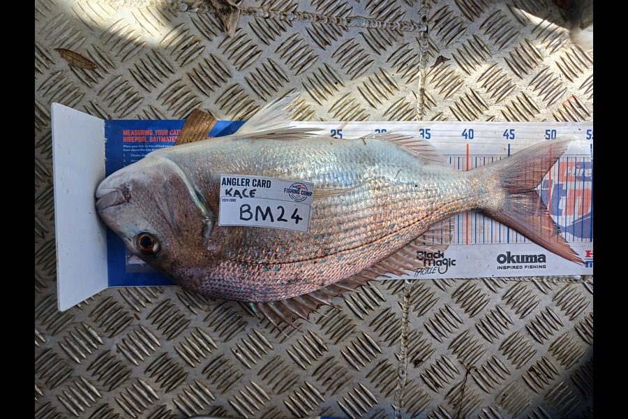 Kace Pemberton caught this 48.0cm Snapper at Waikato during The Hirepool Baitmates Fishing Comp