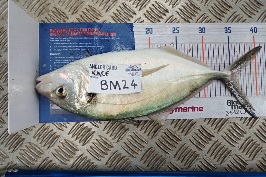 Kace Pemberton caught this 36.0cm Trevally at Waikato during The Hirepool Baitmates Fishing Comp