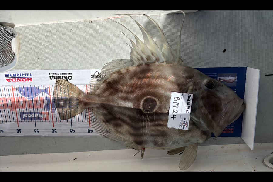 Jonno Brayley caught this 49.0cm John Dory at Bay of Plenty during The Hirepool Baitmates Fishing Comp