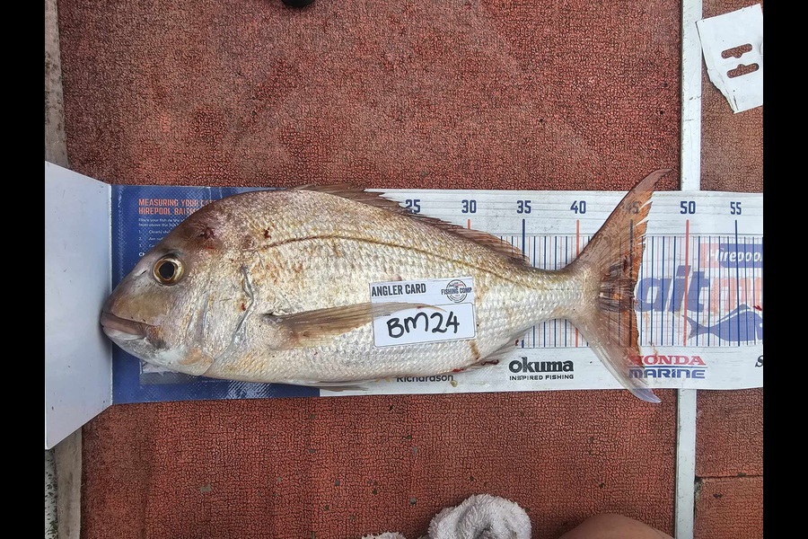 Tina Atkins caught this 45.0cm Snapper at Coromandel during The Hirepool Baitmates Fishing Comp