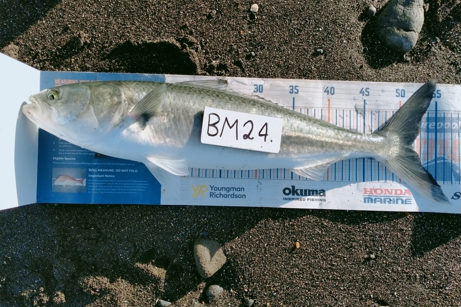 Keoni Ratahi caught this 51.5cm Kahawai at Taranaki during The Hirepool Baitmates Fishing Comp
