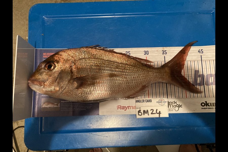 Brent Kale caught this 39.0cm Snapper at Bay of Plenty during The Hirepool Baitmates Fishing Comp