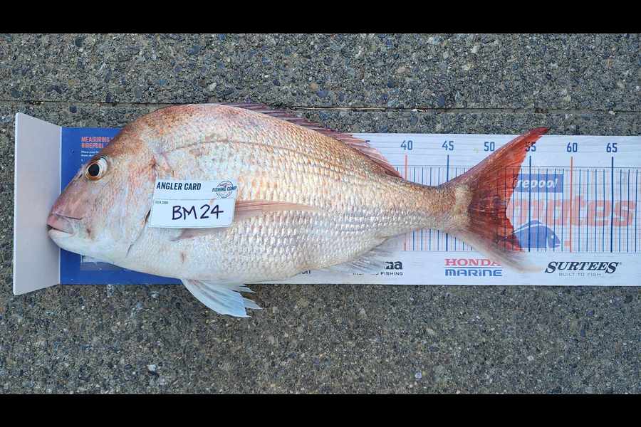 Myles Carson caught this 52.0cm Snapper at Wellington during The Hirepool Baitmates Fishing Comp