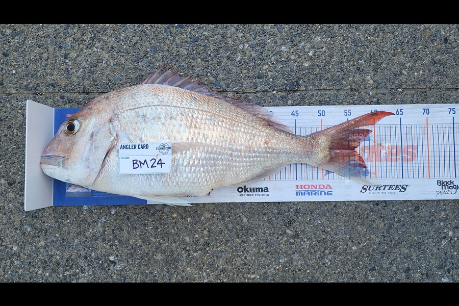 Carolyn Carson caught this 55.5cm Snapper at Wellington during The Hirepool Baitmates Fishing Comp