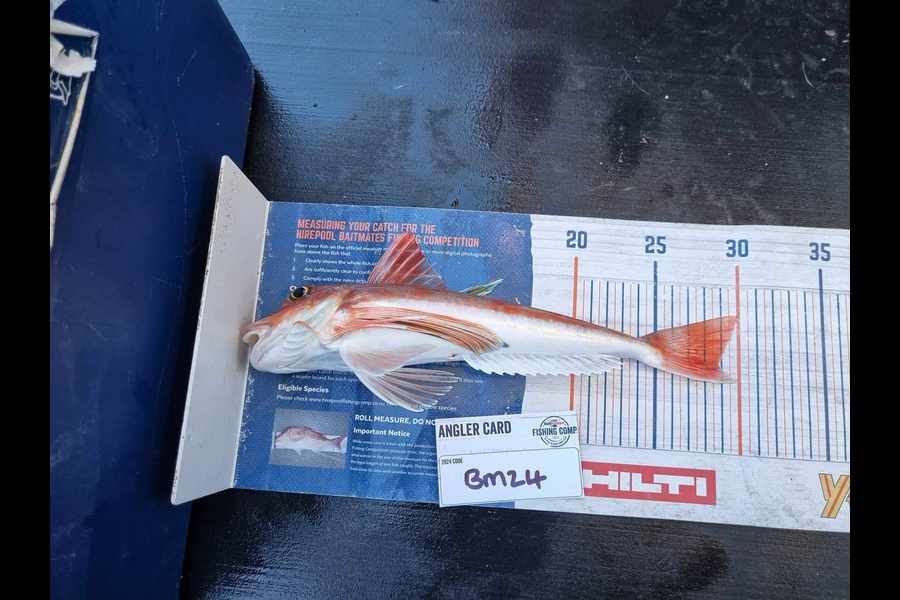 Marisa Andrews caught this 28.5cm Gurnard at Wellington during The Hirepool Baitmates Fishing Comp