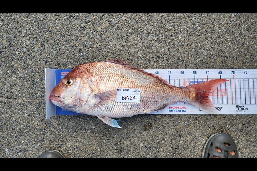 Myles Carson caught this 60.0cm Snapper at Wellington during The Hirepool Baitmates Fishing Comp