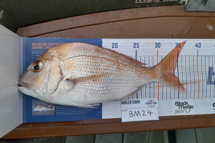 Kaden Lovegrove caught this 34.0cm Snapper at Auckland during The Hirepool Baitmates Fishing Comp
