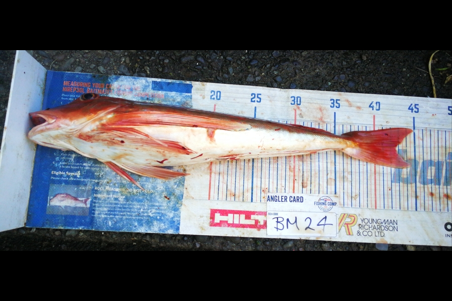 Leigh Page caught this 42.5cm Gurnard at Wellington during The Hirepool Baitmates Fishing Comp