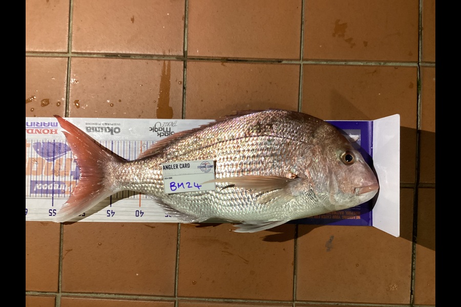 Ashonik Kumar caught this 50.0cm Snapper at Wellington during The Hirepool Baitmates Fishing Comp