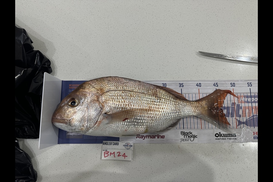 Andrew McDade caught this 46.0cm Snapper at Auckland during The Hirepool Baitmates Fishing Comp