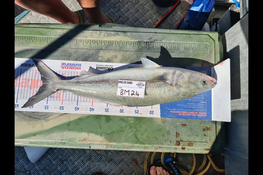 Jason Muir caught this 57.0cm Kahawai at Canterbury during The Hirepool Baitmates Fishing Comp