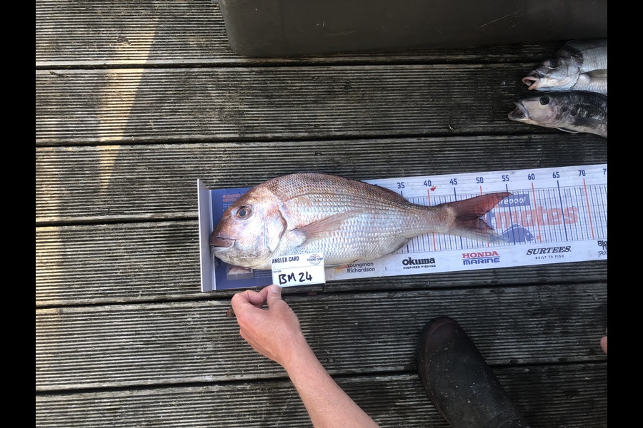 Andrew Froome caught this 49.0cm Snapper at Taranaki during The Hirepool Baitmates Fishing Comp