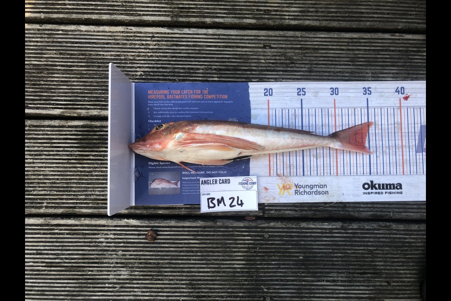 Andrew Froome caught this 34.0cm Gurnard at Taranaki during The Hirepool Baitmates Fishing Comp