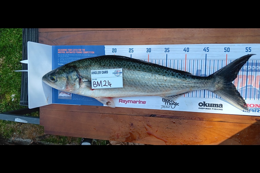 Jesse Lusby caught this 51.5cm Kahawai at Waikato during The Hirepool Baitmates Fishing Comp