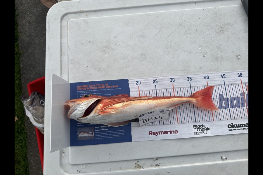 Mike Kapua caught this 40.5cm Gurnard at Wellington during The Hirepool Baitmates Fishing Comp