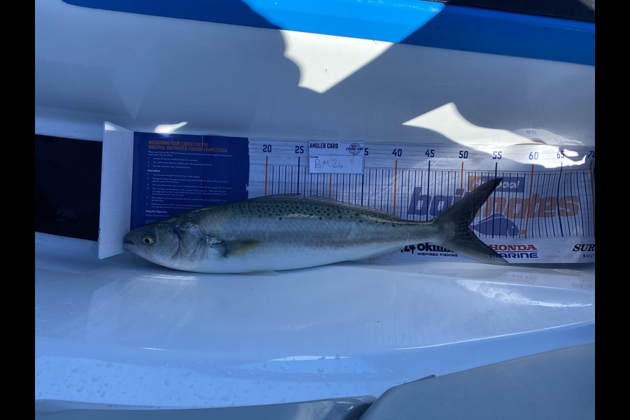 Ben Jones caught this 51.0cm Kahawai at Wellington during The Hirepool Baitmates Fishing Comp