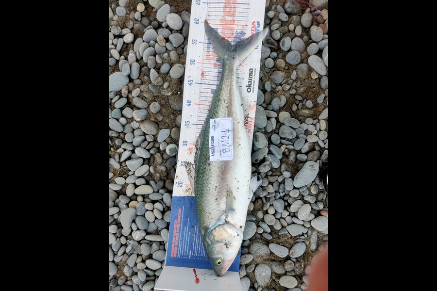 Marc Taylor caught this 55.0cm Kahawai at Canterbury during The Hirepool Baitmates Fishing Comp