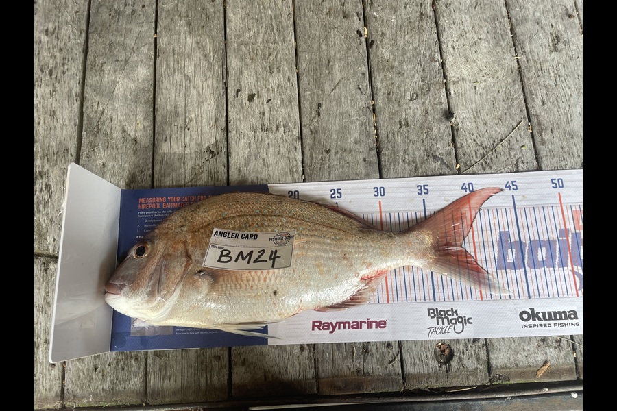 Nick van der Veen caught this 38.5cm Snapper at Wellington during The Hirepool Baitmates Fishing Comp