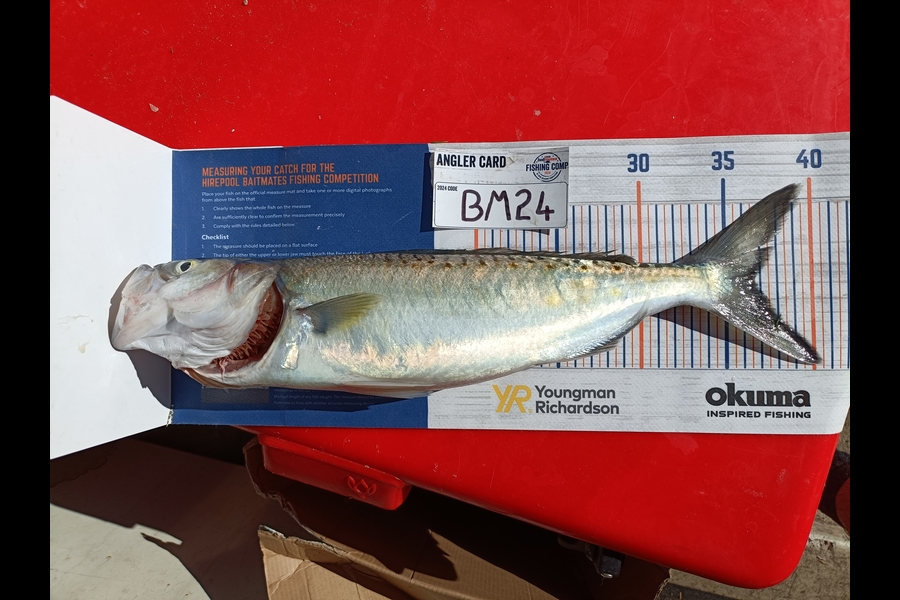 Nathan Lynn Watts caught this 36.5cm Kahawai at Wellington during The Hirepool Baitmates Fishing Comp
