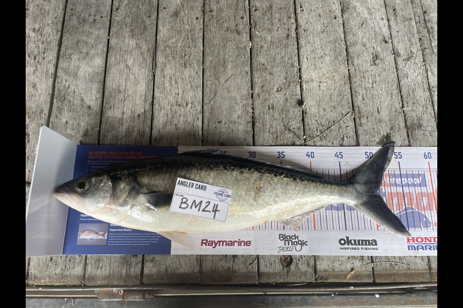 Nick van der Veen caught this 50.5cm Kahawai at Wellington during The Hirepool Baitmates Fishing Comp