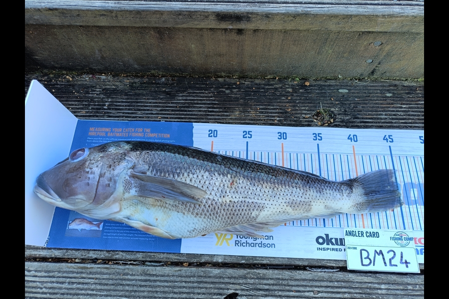 Nathan Lynn Watts caught this 45.0cm Blue Cod at Wellington during The Hirepool Baitmates Fishing Comp