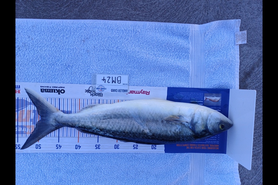 Stephen Anderson caught this 49.5cm Kahawai at Nelson/Marlborough during The Hirepool Baitmates Fishing Comp