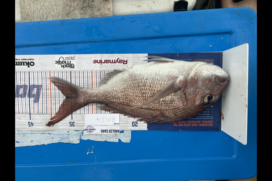 Matthew McGlone caught this 36.0cm Snapper at Northland during The Hirepool Baitmates Fishing Comp