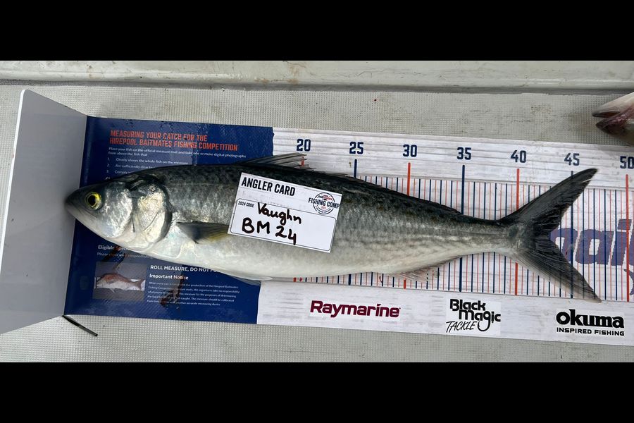 Vaughn Frost caught this 43.0cm Kahawai at Bay of Plenty during The Hirepool Baitmates Fishing Comp